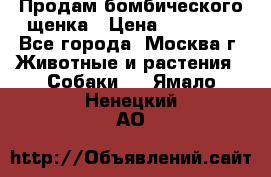 Продам бомбического щенка › Цена ­ 30 000 - Все города, Москва г. Животные и растения » Собаки   . Ямало-Ненецкий АО